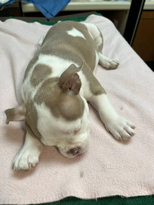 Paws Pet Clinic Picture 3