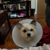 Paws Pet Clinic ico