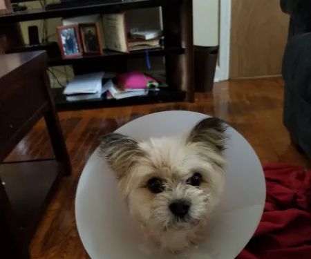Paws Pet Clinic
