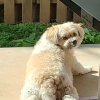 Runaway Farm Pet Hospital ico