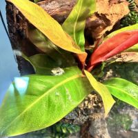 Britt's Biome ico