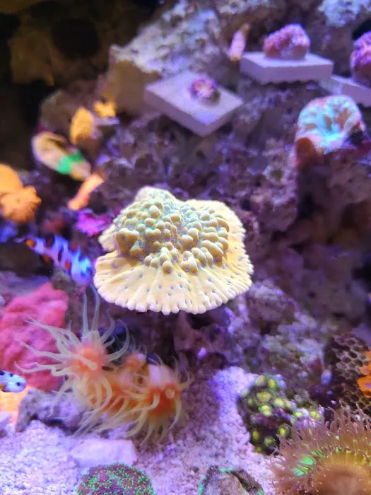 Aquatic Dreams & Funky Monkey Coral Picture 8