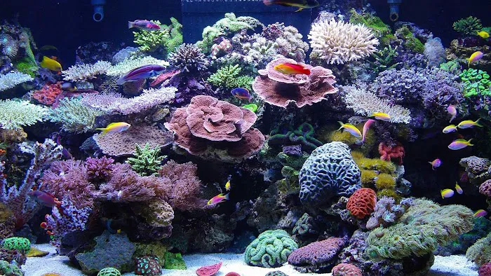 Aquatic Dreams & Funky Monkey Coral Picture 3
