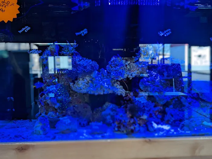 Aquatic Dreams & Funky Monkey Coral Picture 7