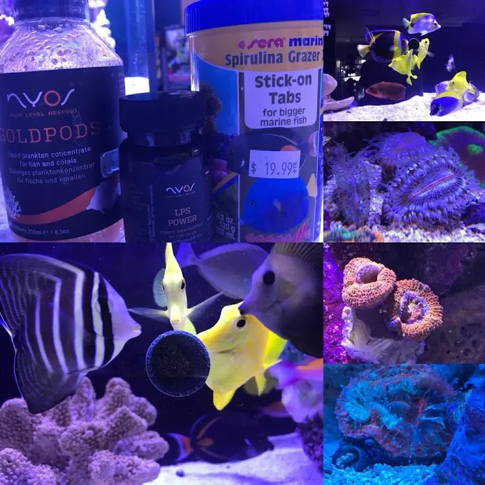 Aquatic Dreams & Funky Monkey Coral Picture 10