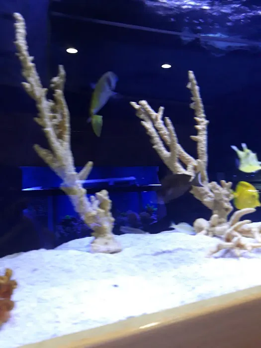 Aquatic Dreams & Funky Monkey Coral Picture 1