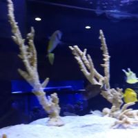 Aquatic Dreams & Funky Monkey Coral ico