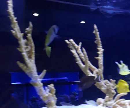 Aquatic Dreams & Funky Monkey Coral