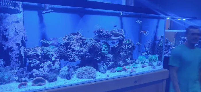 Aquatic Dreams & Funky Monkey Coral Picture 4
