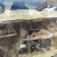 Petco ico