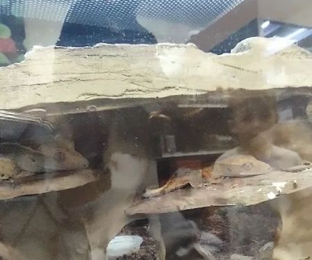 Petco
