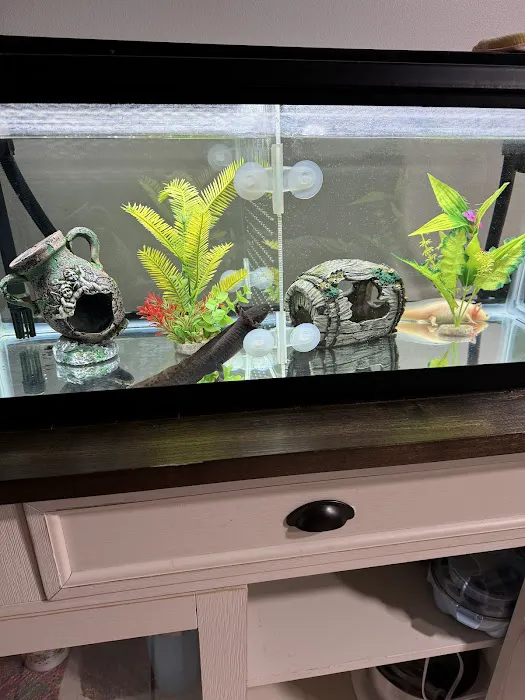 Uinta Axolotls Picture 4