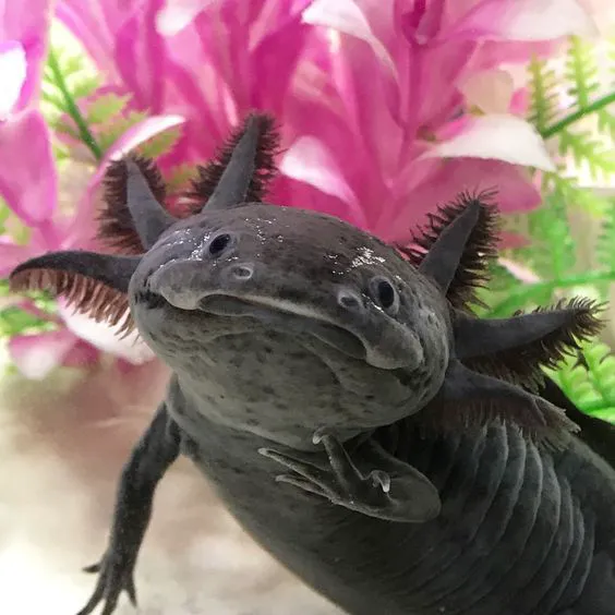 Uinta Axolotls Picture 9