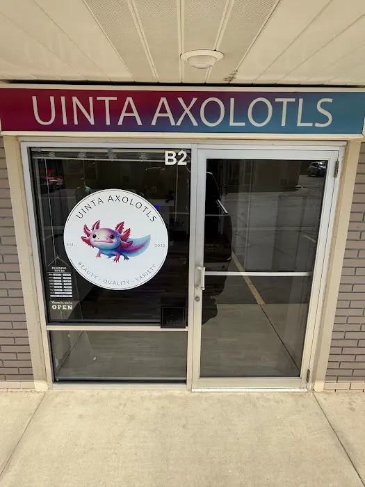 Uinta Axolotls Picture 2