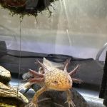 Uinta Axolotls