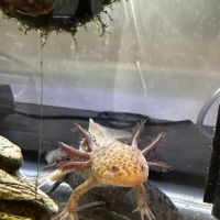 Uinta Axolotls ico