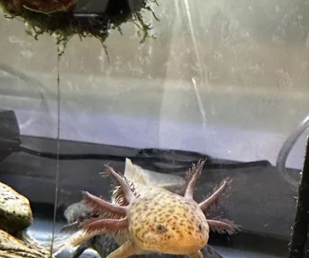 Uinta Axolotls