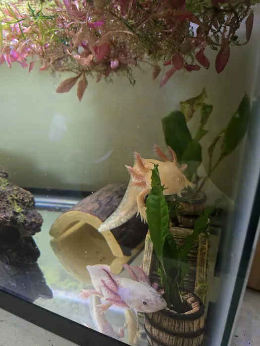 Uinta Axolotls Picture 7