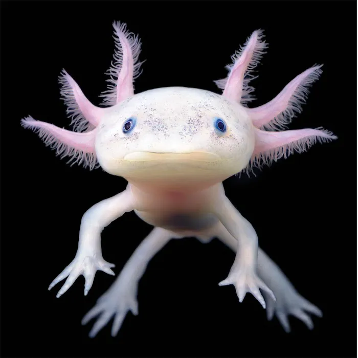 Uinta Axolotls Picture 5