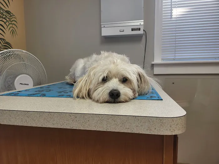 Walbert Animal Hospital Picture 2