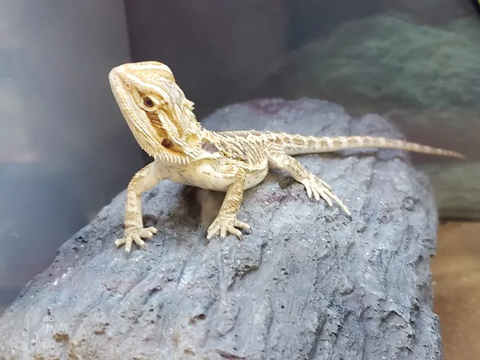 Petco Picture 9