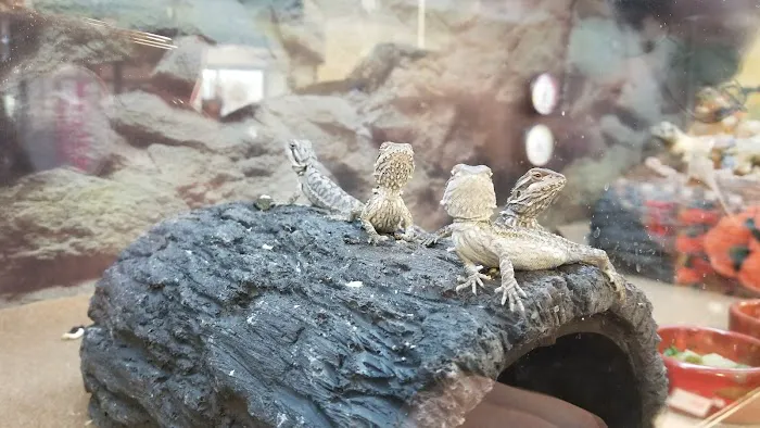 Petco Picture 5
