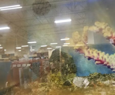 Petco