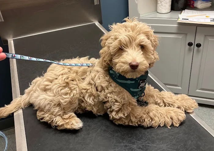 Emmaus Animal Hospital Picture 1