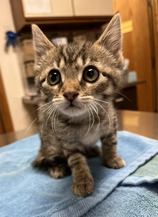 Emmaus Animal Hospital Picture 4