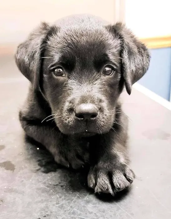 Emmaus Animal Hospital Picture 8