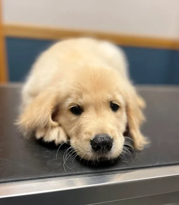 Emmaus Animal Hospital Picture 7