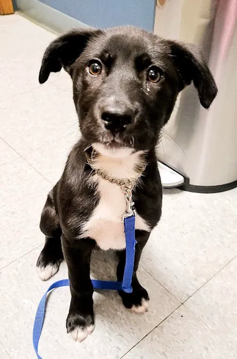 Emmaus Animal Hospital Picture 6