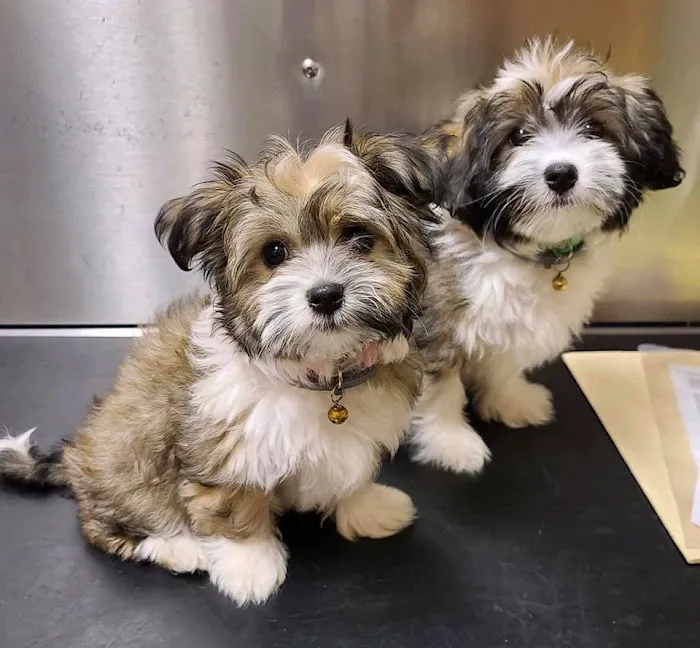 Emmaus Animal Hospital Picture 5