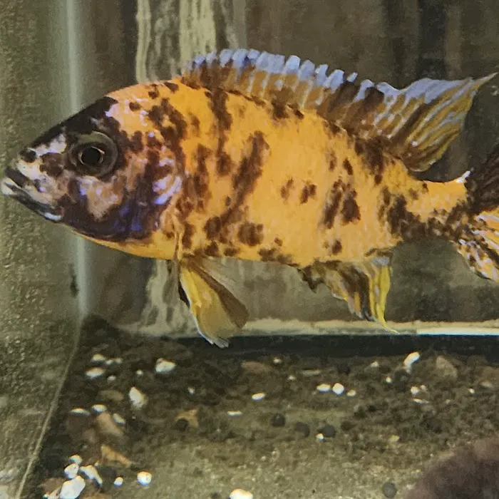 ADHD Aquatics Picture 3