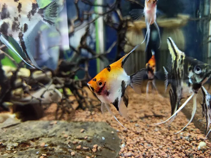 ADHD Aquatics Picture 2