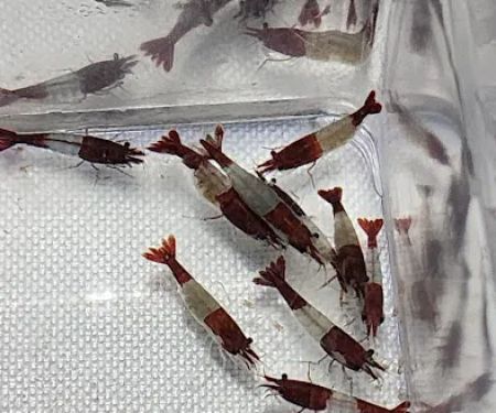 ADHD Aquatics