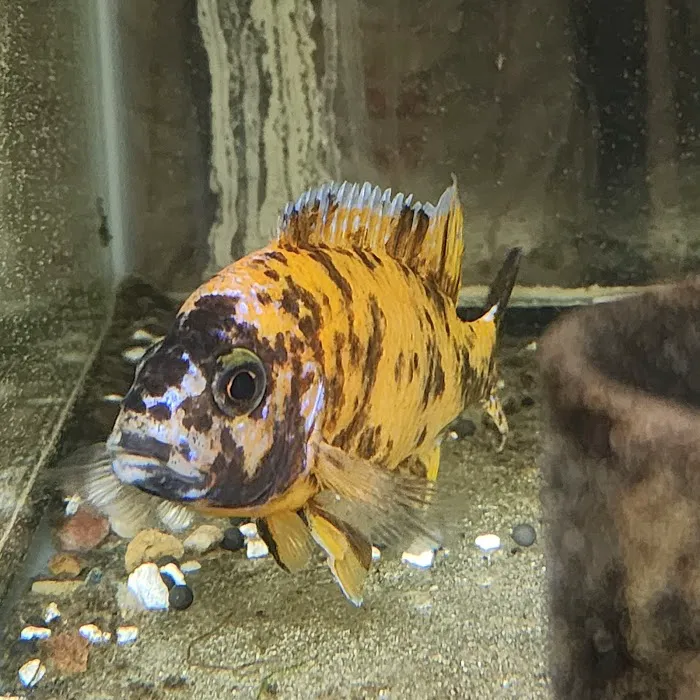 ADHD Aquatics Picture 10
