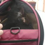 Perkiomen Animal Hospital