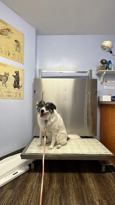 Green Lane Veterinary Hospital Picture 3