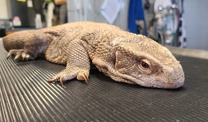 Maple Hills Veterinary Hospital Picture 9