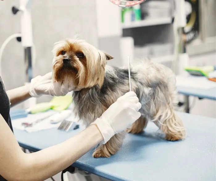 Allentown Animal Care Picture 7