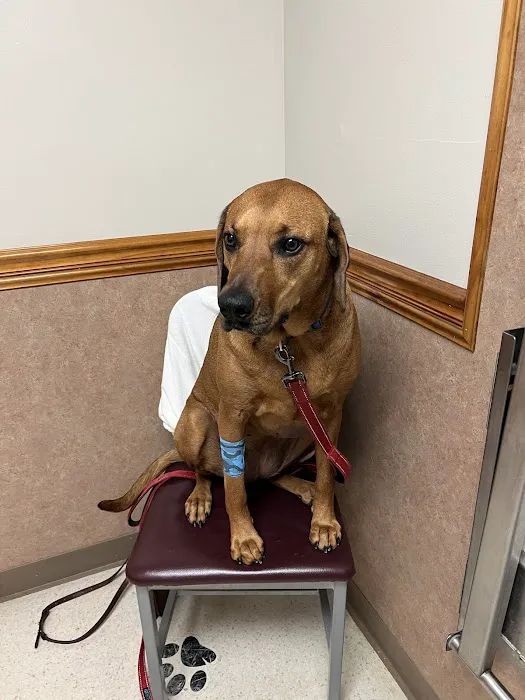 Allentown Animal Care Picture 3