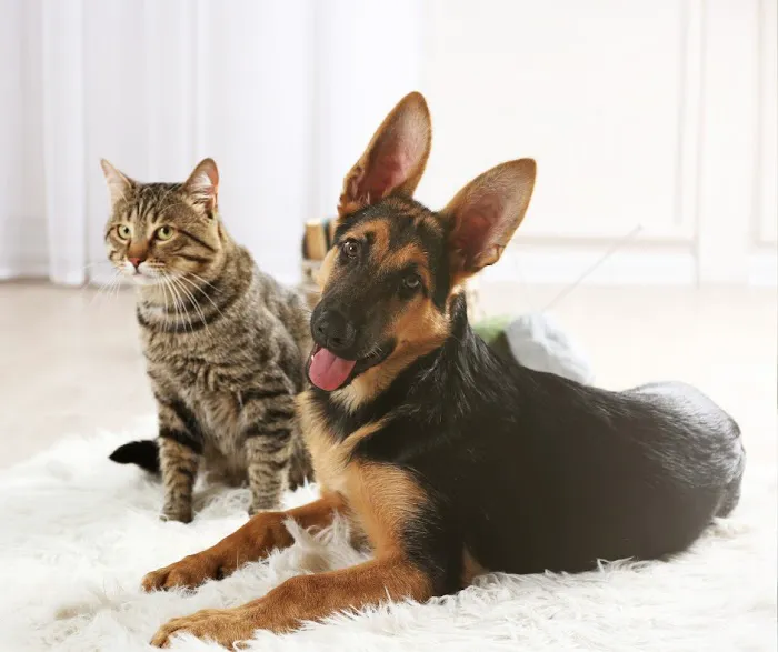Allentown Animal Care Picture 5
