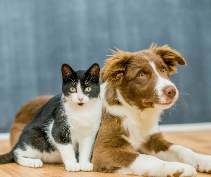Allentown Animal Care Picture 10