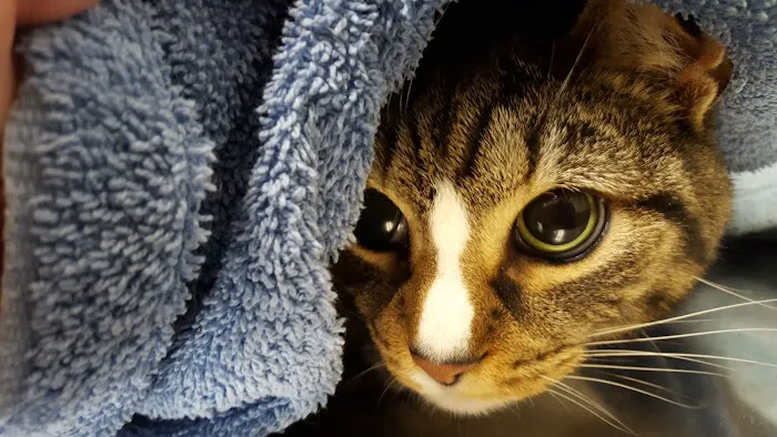 Allentown Cat Clinic, PC Picture 9