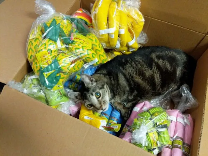 Allentown Cat Clinic, PC Picture 7
