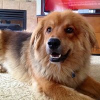 Simmonds Veterinary Hospital LLC ico