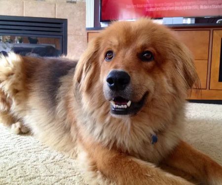 Simmonds Veterinary Hospital LLC