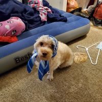 Banfield Pet Hospital ico