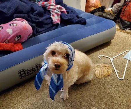 Banfield Pet Hospital